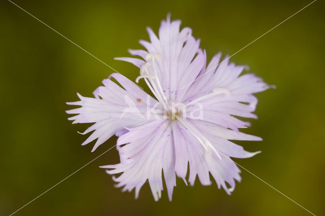 Jersey Pink (Dianthus gallicus)