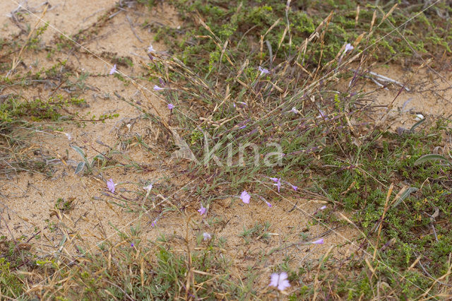 Jersey Pink (Dianthus gallicus)