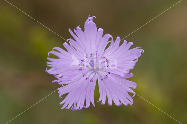 Jersey Pink (Dianthus gallicus)