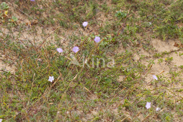 Jersey Pink (Dianthus gallicus)