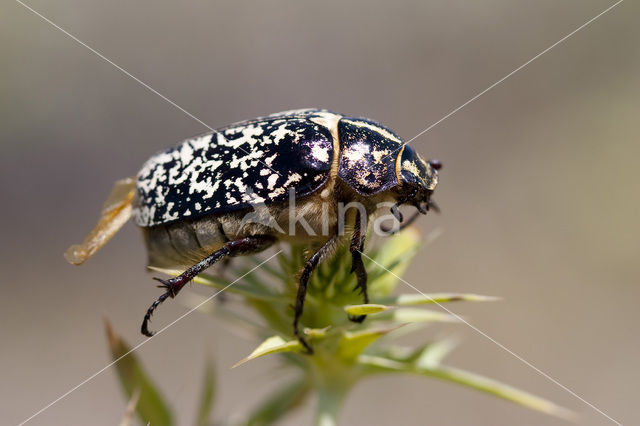 Pine chafer (Polyphylla fullo)
