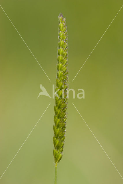 Crested Dog’s-tail (Cynosurus cristatus)
