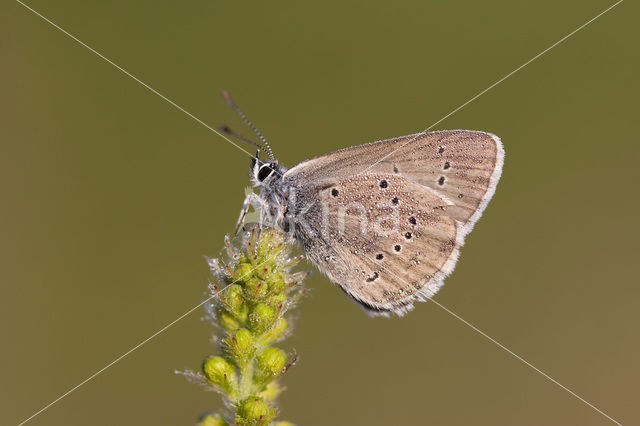 Mazarine Blue (Polyommatus semiargus)