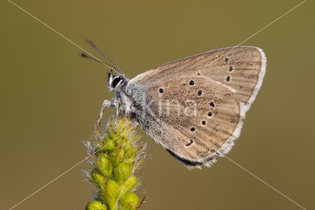 Mazarine Blue (Polyommatus semiargus)