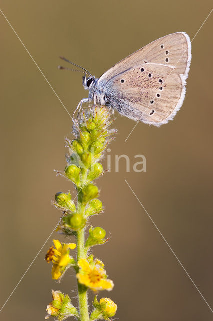 Klaverblauwtje (Polyommatus semiargus)