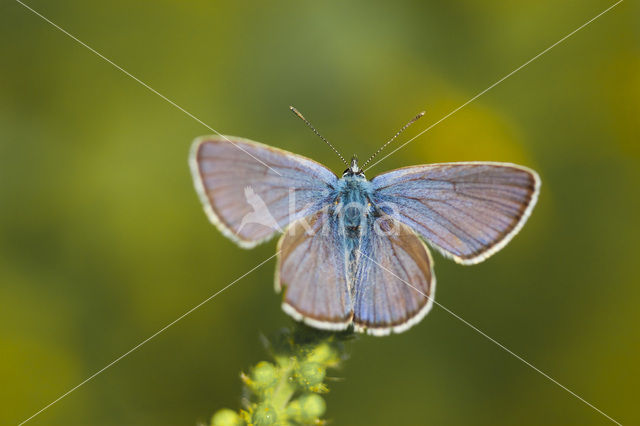 Mazarine Blue (Polyommatus semiargus)