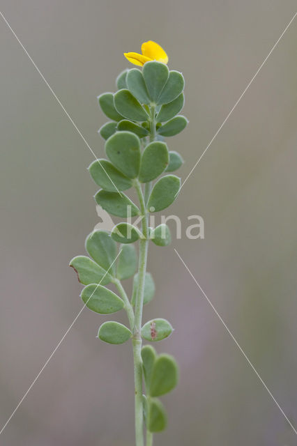 Small Scorpion Vetch (Coronilla minima)