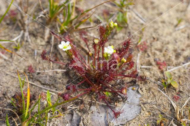 Oblong-leaved Sundew (Drosera intermedia)