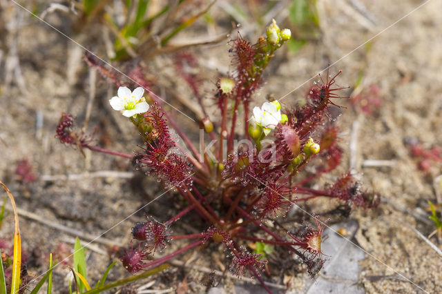 Kleine zonnedauw (Drosera intermedia)