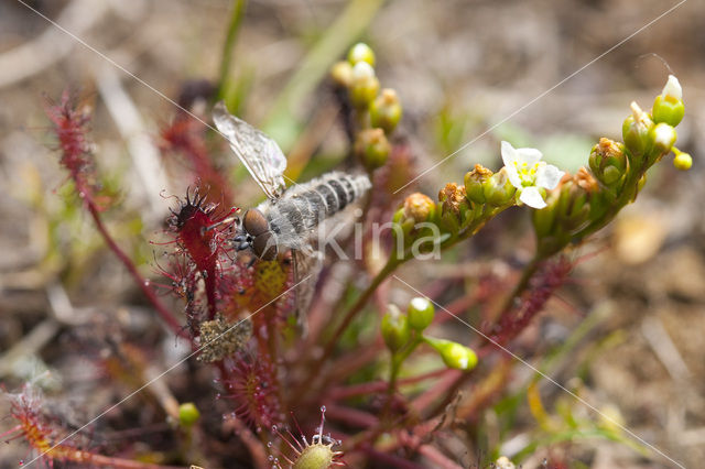 Oblong-leaved Sundew (Drosera intermedia)