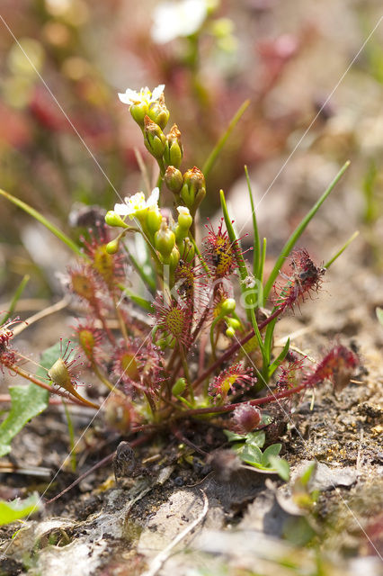 Oblong-leaved Sundew (Drosera intermedia)