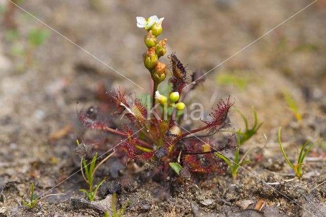 Oblong-leaved Sundew (Drosera intermedia)