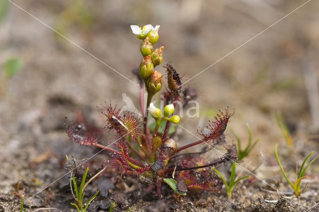 Kleine zonnedauw (Drosera intermedia)