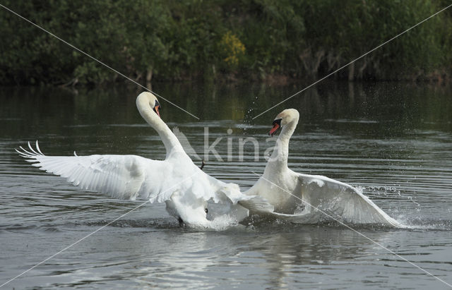 Mute Swan (Cygnus olor)