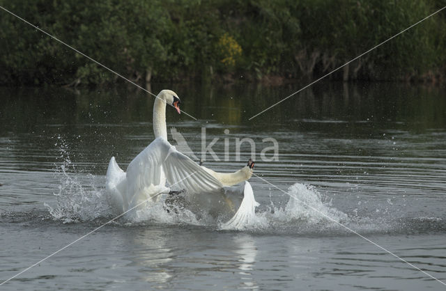 Mute Swan (Cygnus olor)