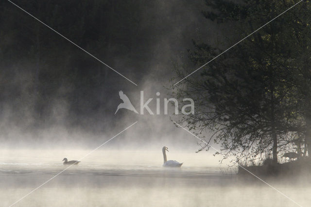 Mute Swan (Cygnus olor)