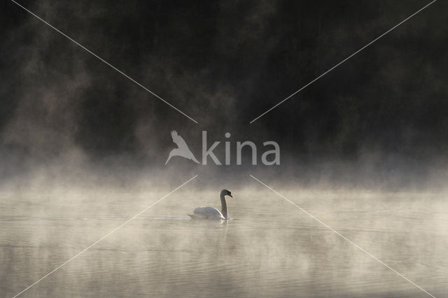 Knobbelzwaan (Cygnus olor)