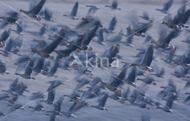 White-fronted goose (Anser albifrons)
