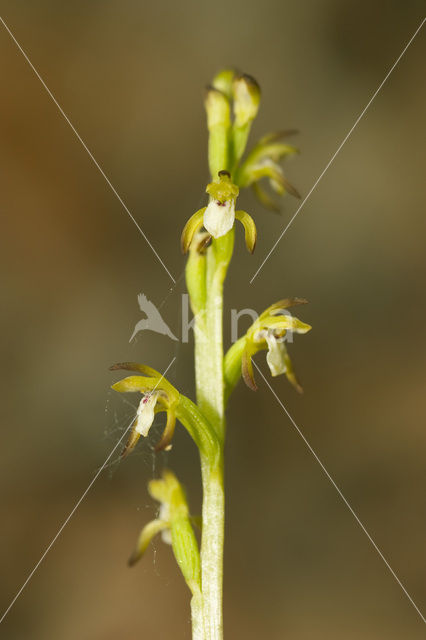 Koraalwortel (Corallorhiza trifida)