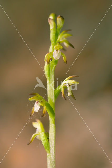 Early Coralroot (Corallorhiza trifida)