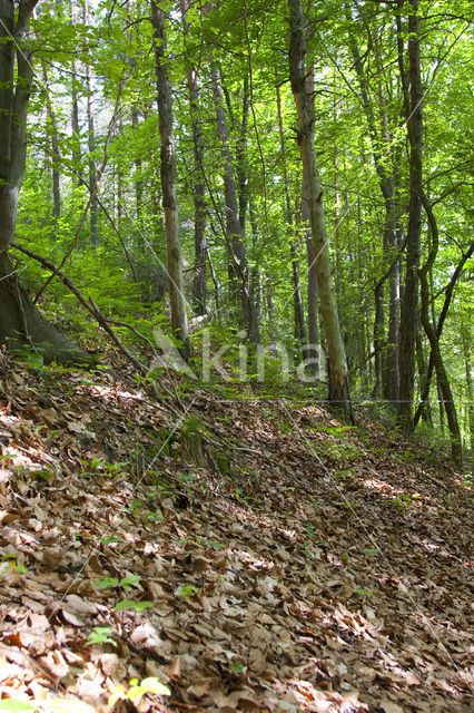 Koraalwortel (Corallorhiza trifida)
