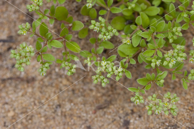 Four-leaved all-seed (Polycarpon tetraphyllum)
