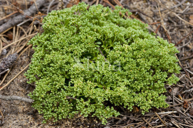 Four-leaved all-seed (Polycarpon tetraphyllum)