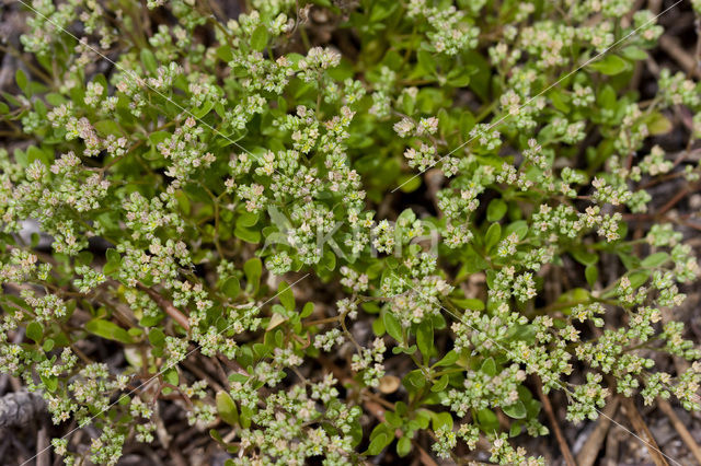Four-leaved all-seed (Polycarpon tetraphyllum)