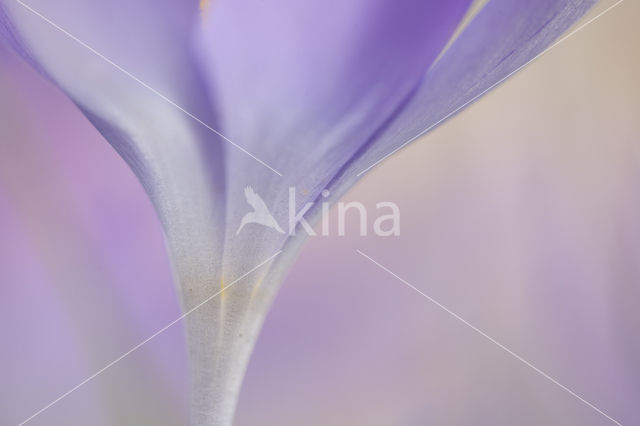 Crocus (Crocus spec.)