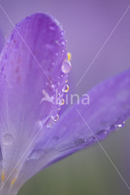 Crocus (Crocus spec.)