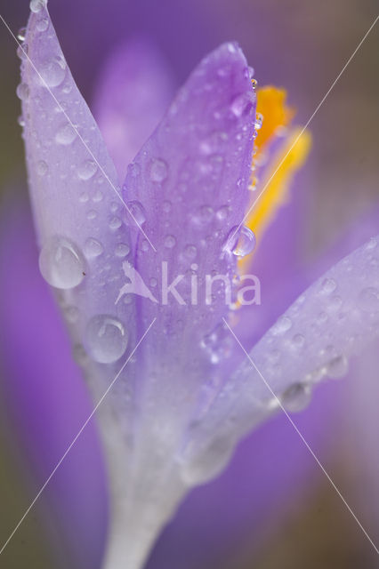 Krokus (Crocus spec.)