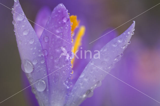 Krokus (Crocus spec.)