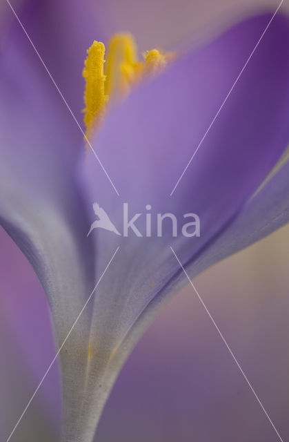 Krokus (Crocus spec.)