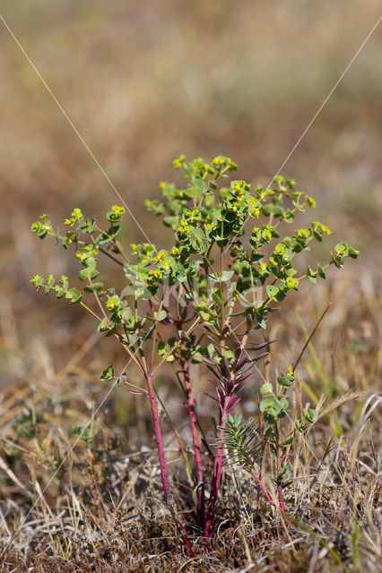 Portland Spurge (Euphorbia portlandica)