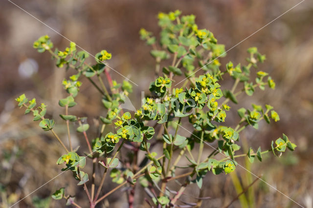 Kustwolfsmelk (Euphorbia portlandica)