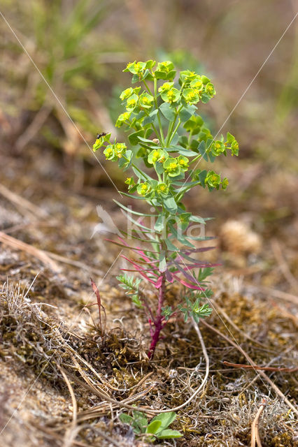 Kustwolfsmelk (Euphorbia portlandica)
