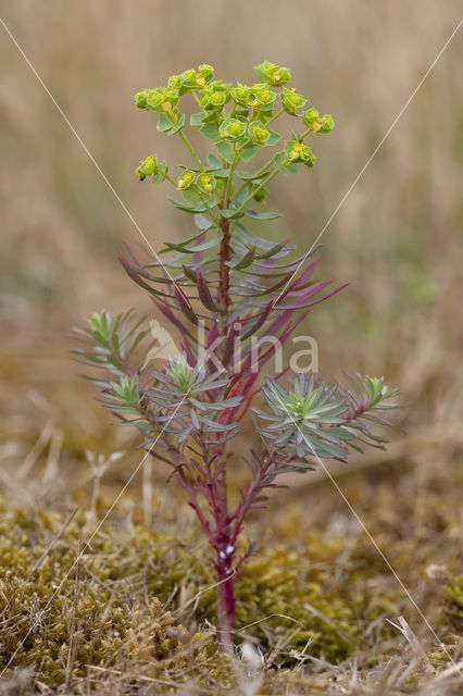 Portland Spurge (Euphorbia portlandica)