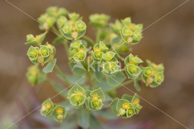 Kustwolfsmelk (Euphorbia portlandica)