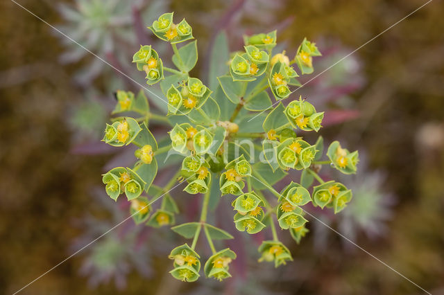 Portland Spurge (Euphorbia portlandica)