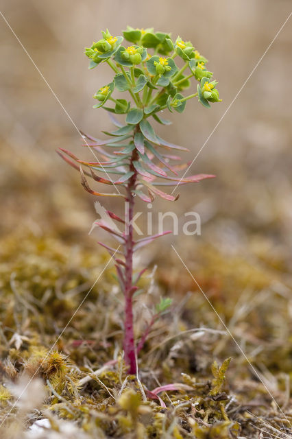 Portland Spurge (Euphorbia portlandica)