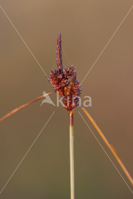 Long-bracted Sedge (Carex extensa)