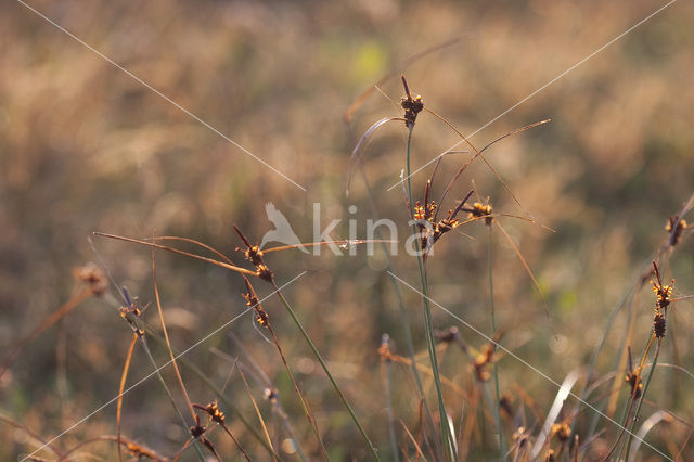Long-bracted Sedge (Carex extensa)