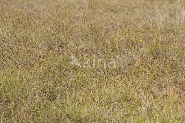 Long-bracted Sedge (Carex extensa)