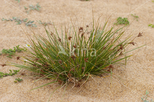 Kwelderzegge (Carex extensa)