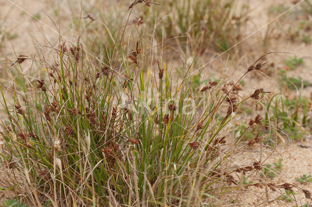 Long-bracted Sedge (Carex extensa)