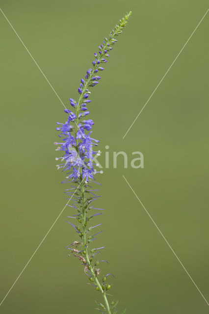 Long-leaved Speedwell (Veronica longifolia)