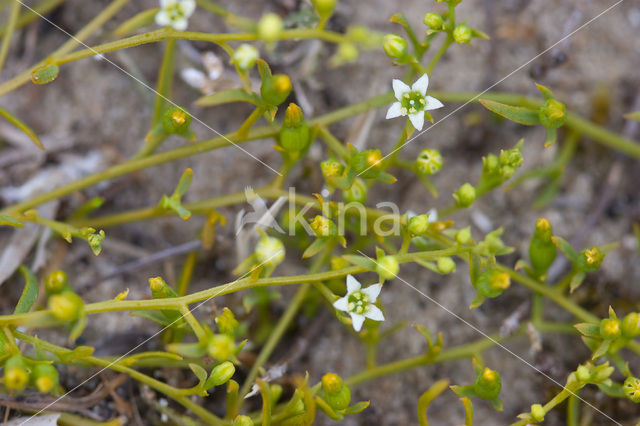 Liggend bergvlas (Thesium humifusum)