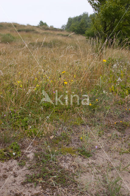 Bastard Toadflax (Thesium humifusum)