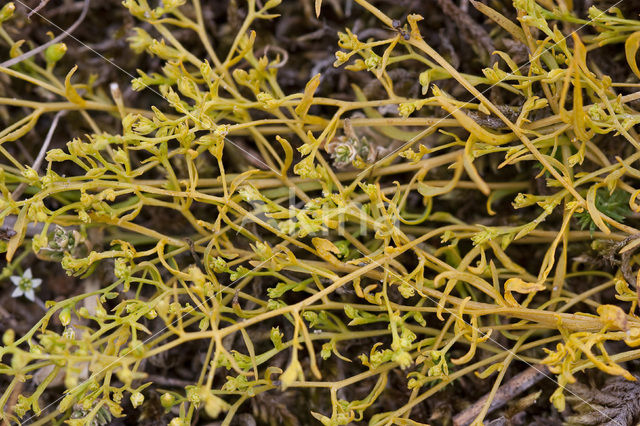 Liggend bergvlas (Thesium humifusum)