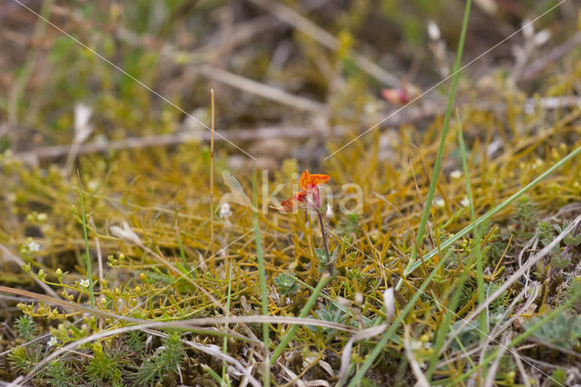 Liggend bergvlas (Thesium humifusum)